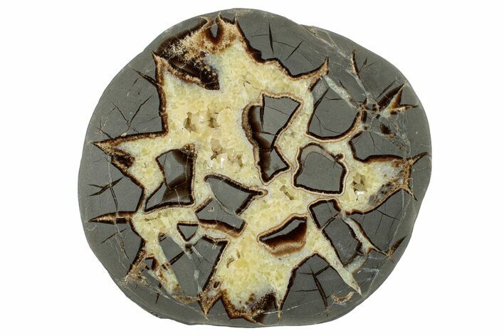 Polished Septarian Slab - Utah #246539